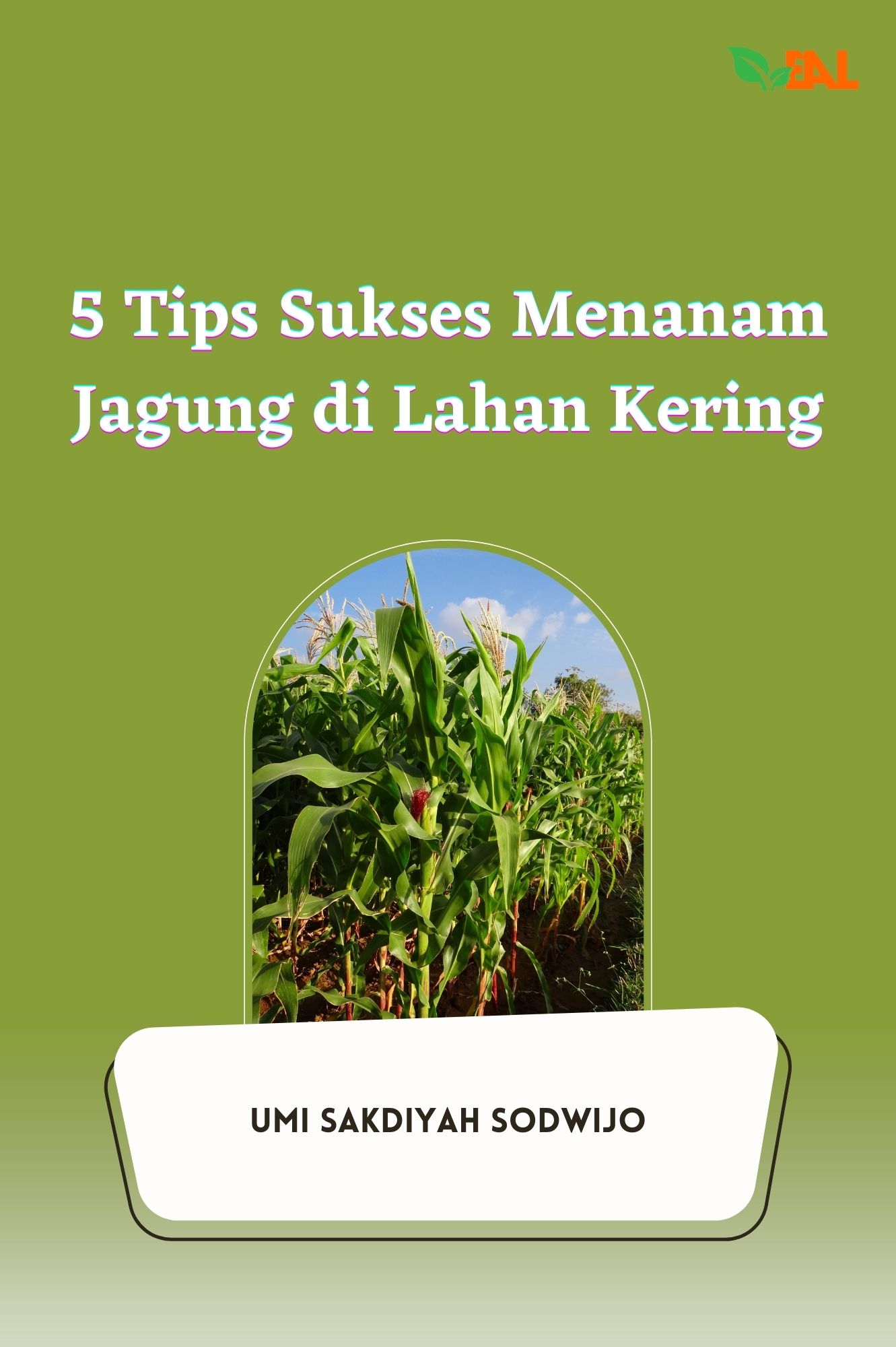 5 Tips Sukses Menanam Jagung di Lahan Kering