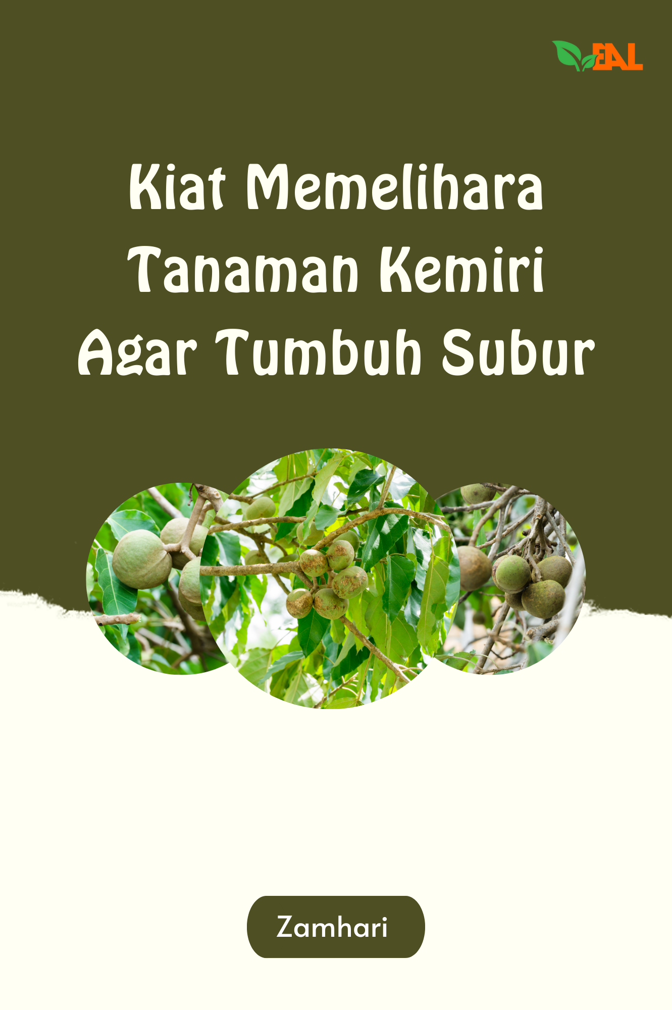 Kiat Memelihara Tanaman Kemiri Agar Tumbuh Subur