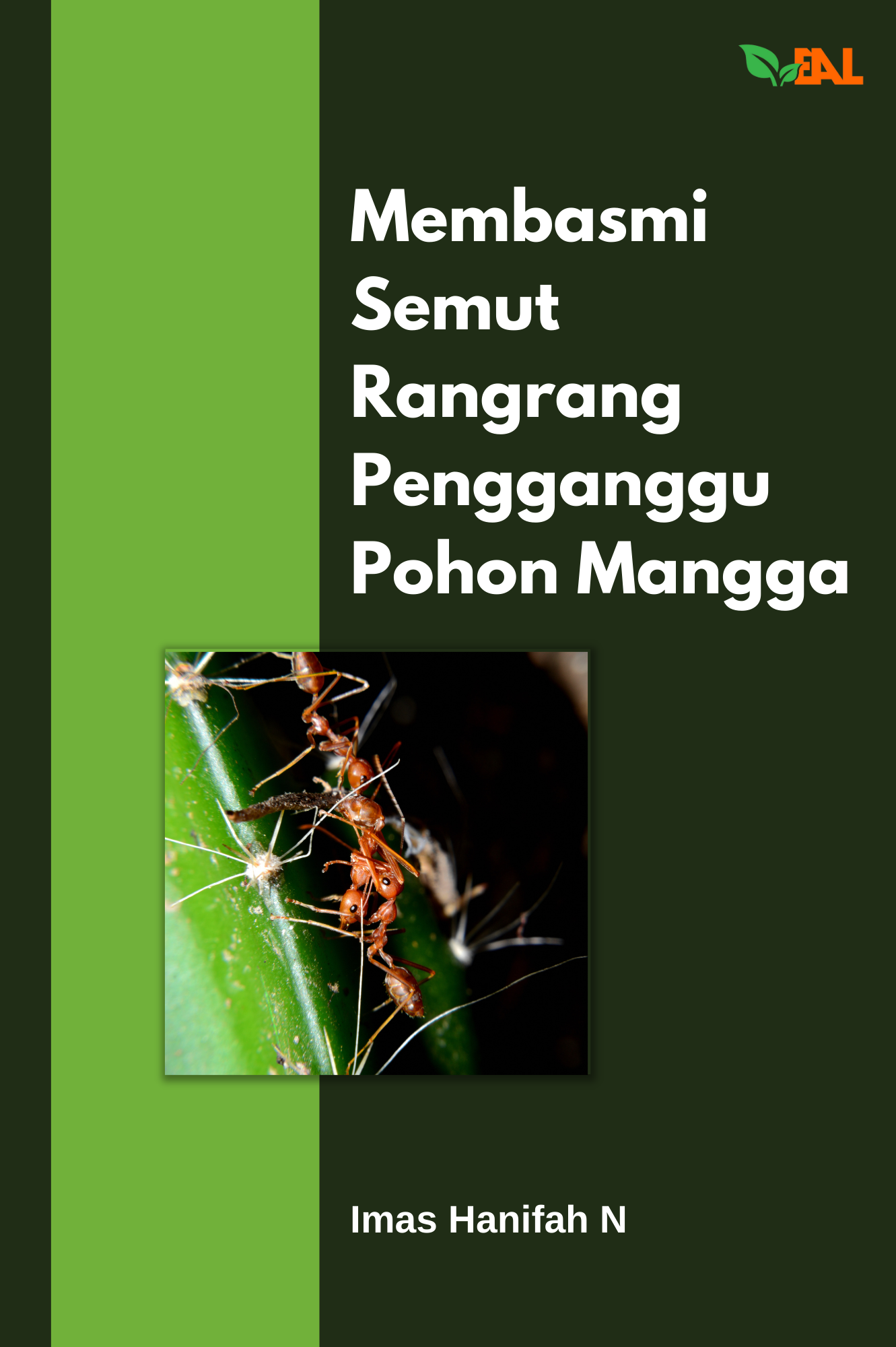 Membasmi Semut Rangrang Pengganggu Pohon Mangga