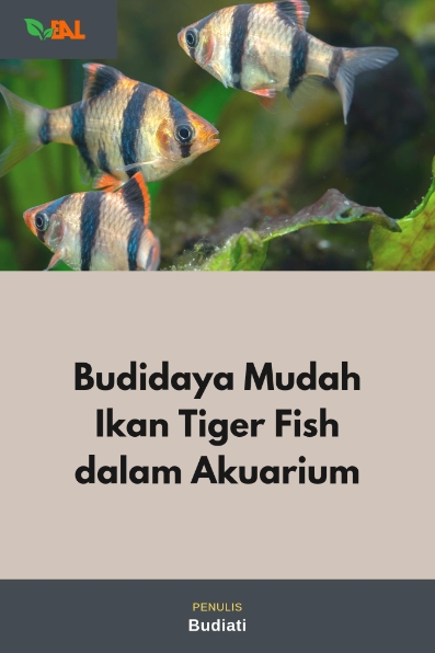 Budidaya Mudah Ikan Tiger Fish dalam Akuarium